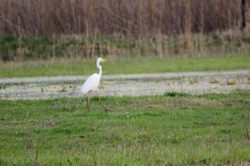 Great Egret wading in the lake and hunting