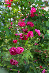 Fototapeta na wymiar branches of decorative roses in the garden
