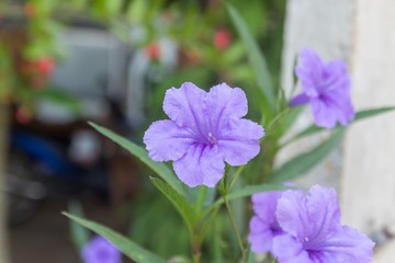 purple flowers in the garden