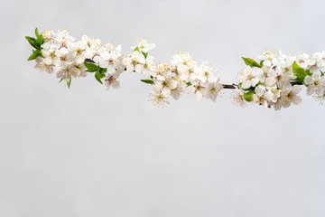 Fototapeta na wymiar branch flowers of cherry blossomed, spring, May