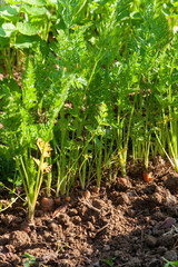 Au potager - rang de carotte bio