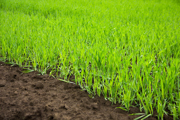 young wheat seedlings grow from the ground in the field. young green sprouts of wheat, free space