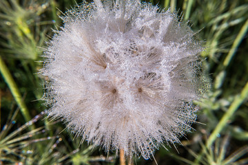dmuchawiec makro łąka natura rosa © Piotr