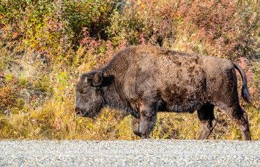 Bison walking next to the road, Alaskan Highway, Yukon, Canada