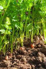 Au potager - rang de carotte bio