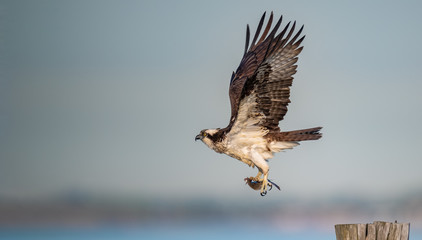 An Osprey in flight with prey.