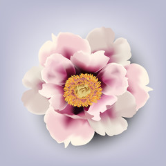Realistic peony trees flower on a gray, white, isolated background. Vector illustration.