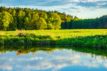 Summer landscape with wild lake water in the middle of the field