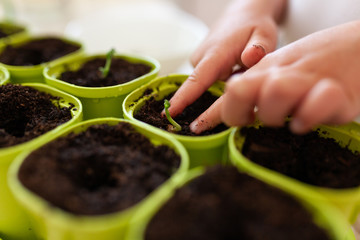 Little girl in a white T-shirt plants pea seeds in green pots, a child cares for plants, a home garden on the window