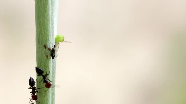 Elevage de pucerons par des fourmis, r&eacute;colte du miellat nutritif produit par les pucerons.