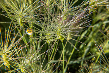 roślina natura tło zielone łąka