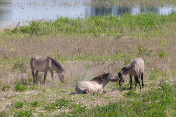 Konik breed horses roling in the sand of the meadows of the natural park Itteren near Maastricht alongside the river Meuse as part of a natural ecology system in this area