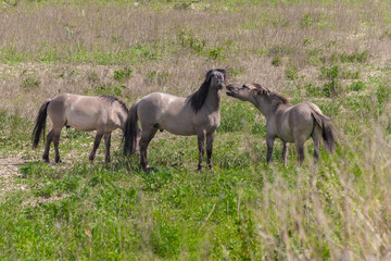 Konik breed horses grazing in the meadows of the natural park Itteren near Maastricht alongside the river Meuse as part of a natural ecology system in this area