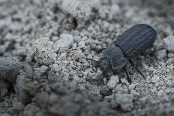 Galeruca tanaceti , black leaf beetle macro photo
