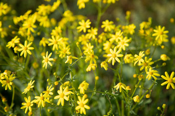 yellow flowers in green grass