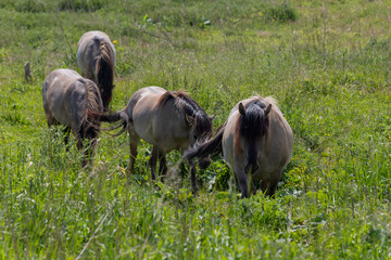 Obraz premium Konik breed horses grazing in the meadows of the natural park Itteren near Maastricht alongside the river Meuse as part of a natural ecology system in this area