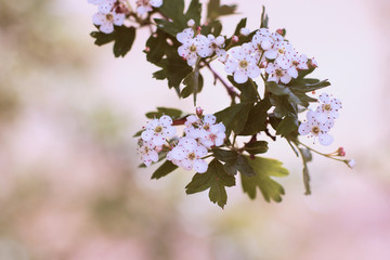 Close-up photo of a white blossom on tree, soft blurry background pastel colors