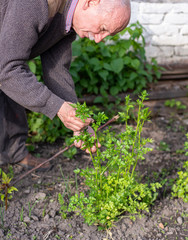 Man farmer checking parsley leaves