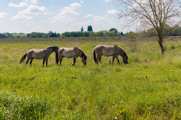 Konik breed horses grazing in the meadows of the natural park Itteren near Maastricht alongside the river Meuse as part of a natural ecology system in this area