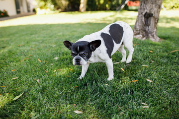 French bulldog. On the street. Standing on the green grass.