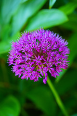 Fototapeta premium Purple globe allium flower in the spring