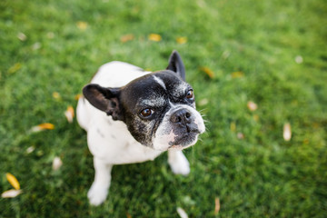 French bulldog. On the street. Standing on the green grass.