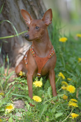 Miniature pinscher with uncut ears in the park