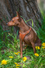 Miniature pinscher with uncut ears in the park