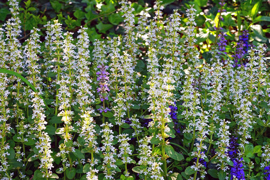 Bugleweed ajuga reptans flowers