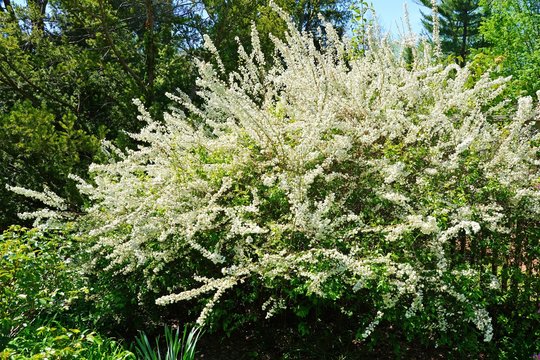 View of the small white flowers of a spirea Bridal Wreath bush