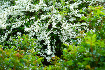 View of the small white flowers of a spirea Bridal Wreath bush