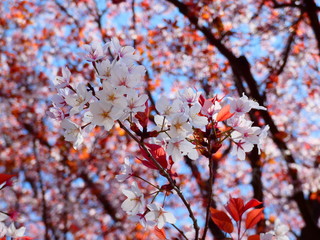 桜