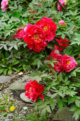 Pink tree peony flower on the bush