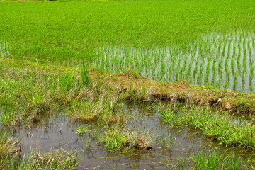 作付け放棄の田圃と植田風景