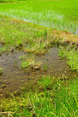 作付け放棄の田圃と植田風景