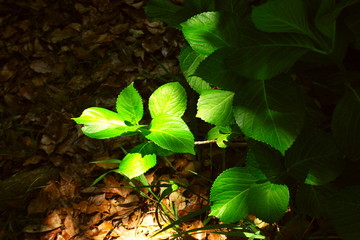 木漏れ日にあたる紫陽花の若葉