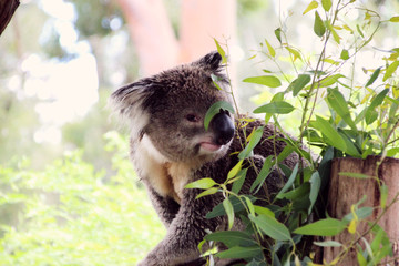 Koala