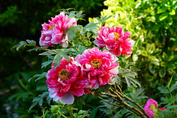 Pink tree peony flower on the bush © eqroy