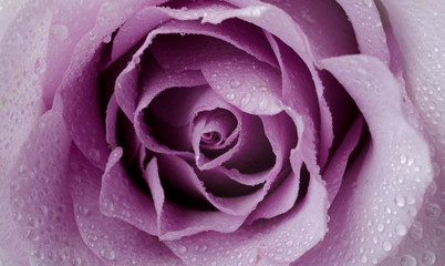 Floral background with beautiful gentle lilac rose close up. Fresh rose in the dewdrops macro.