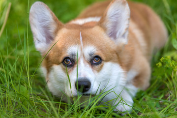 red corgi among green grass