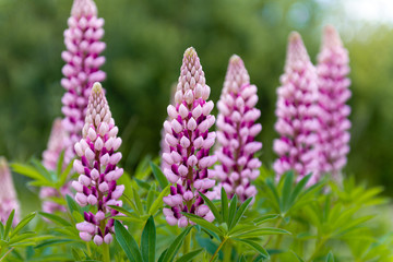 Blooming macro lupine flower. Lupinus, lupin, lupine field with pink purple flower. Bunch of lupines summer flower background. A field of lupines. Violet spring and summer flower