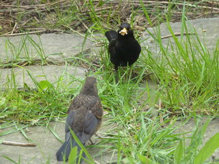 Bird father feeding his grown-up offspring, common blackbird Turdus merula. Animal behaviour