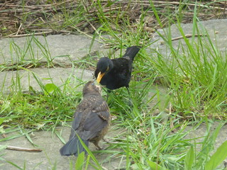 Bird parent feeding his grown-up offspring, common blackbird Turdus merula. Animal behaviour