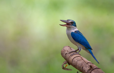 Beautiful blue bird in nature  Collared Kingfisher (Todiramphus chloris)