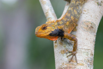 Obraz premium a wild Oriental garden lizard (Calotes versicolor) in the Sungei Buloh Wetland Reserve Singapore. it is found widely distributed in indo-Malaya. It has also been introduced in many other countries