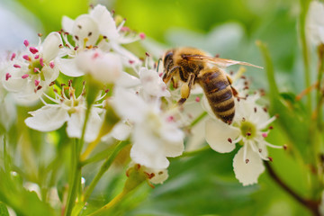 Close-up photo of a bee pollinating a white flower