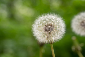 Closeup of fluffy dandelion in a green field. spring day in the park. dandelion seeds