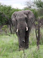 Naklejka na ściany i meble Large male African elephant goes on camera.