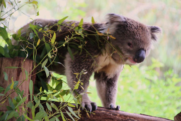 Koala