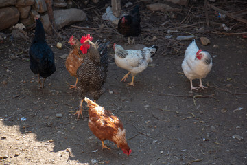 Obraz na płótnie Canvas Roaming chickens and roosters